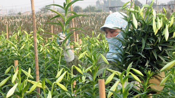 Đánh cược gia sản với hoa Trung Quốc ảnh 1