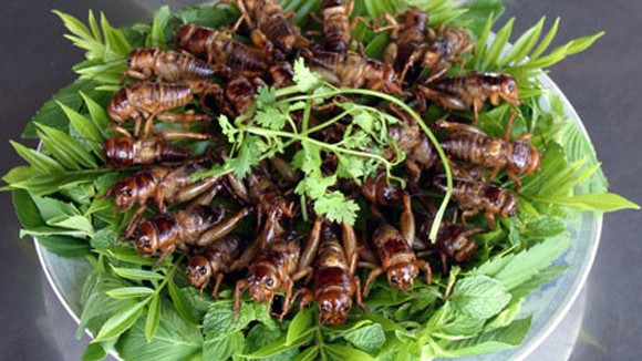 Liên Hợp Quốc kêu gọi ăn... côn trùng ảnh 1