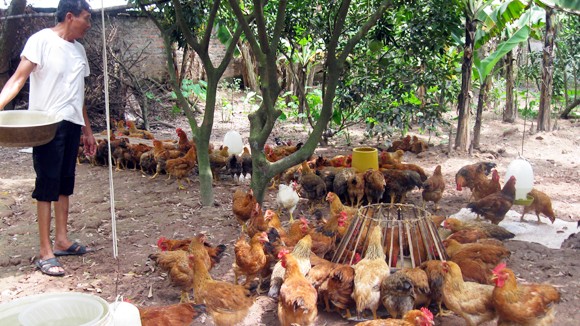 Thực phẩm sạch vẫn khó tiêu thụ ảnh 1