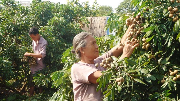 Nhãn lồng Hưng Yên: Lại lo “được mùa mất giá” ảnh 1