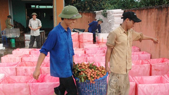Thương lái Trung Quốc giả khách du lịch vơ vét vải thiều ảnh 1
