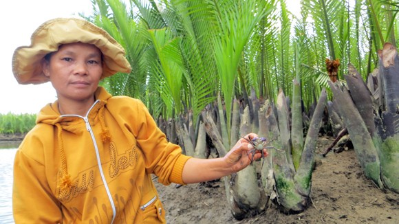 Bắt cua nha ở rừng dừa Bảy Mẫu ảnh 1