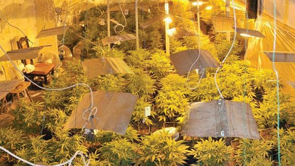 Ám ảnh trang trại cần sa ảnh 1