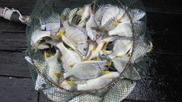 Làng nổi nơi cửa sông Cái Mắm ảnh 2