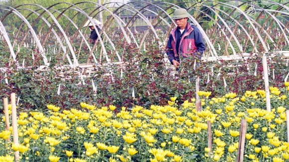 Làng hoa đẩy lùi ma túy ảnh 1