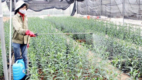 Người trồng hoa thấp thỏm trông thời tiết ảnh 1