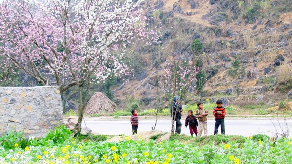 Sắc hoa đào miên biên viễn ảnh 1