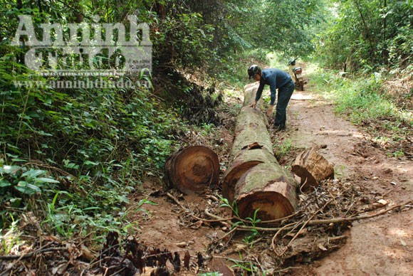Hàng chục hécta rừng bị chặt phá ảnh 2