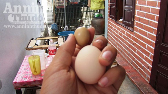 Nghệ An: Kỳ lạ trứng gà bé bằng ngón tay ảnh 2