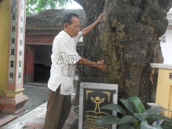Những chuyện thực hư kỳ lạ về cây thị thần, gần 600 năm tuổi ảnh 2