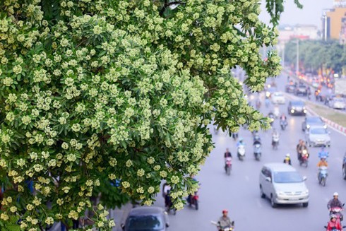 Mùi của phố ảnh 1