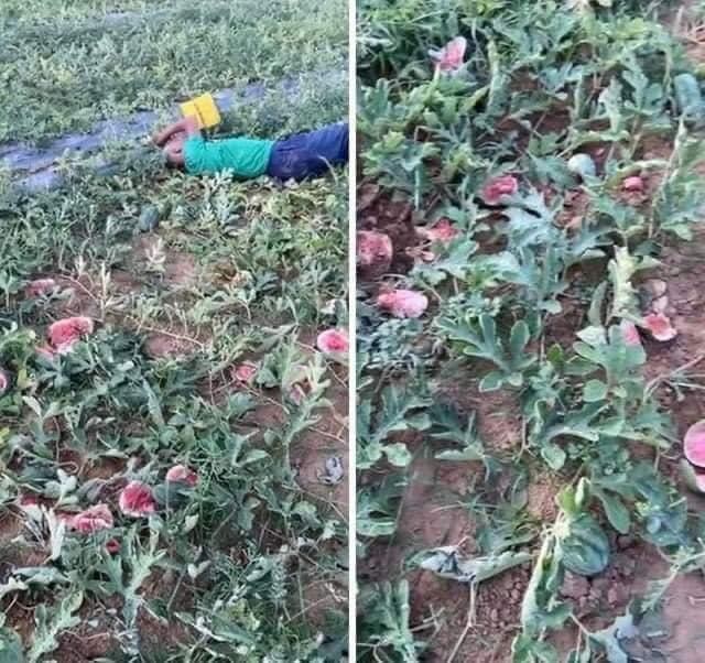 Người nông dân khóc trên ruộng dưa bị phá hoại