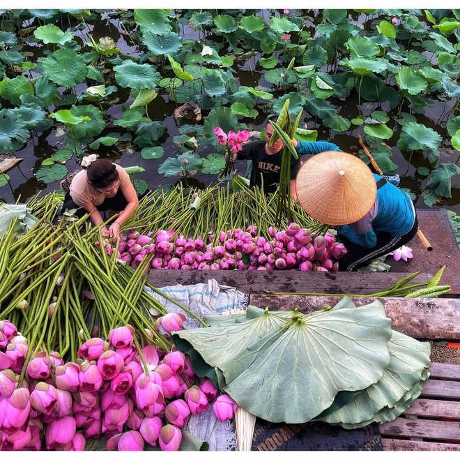 Ban tổ chức đang chuẩn bị nhiều hoạt động đặc biệt tại Lễ hội Sen Hà Nội