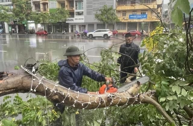 Hàng loạt cây bị đổ ở Quảng Ninh do mưa bão