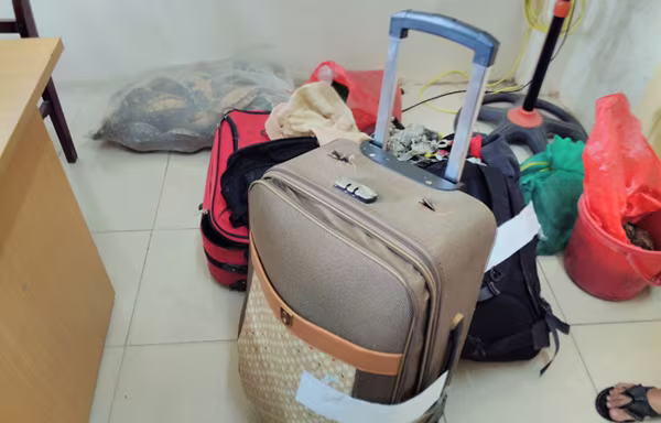 Thu giữ gần trăm con rùa quý "ẩn náu" trong va li kéo chuẩn bị về Quảng Ninh ảnh 1 Thu giữ gần trăm con rùa quý "ẩn náu" trong va li kéo chuẩn bị về Quảng Ninh ảnh 1