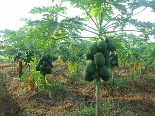 Chữa ung thư bằng lá đu đủ - đừng để mất “cơ hội vàng” ảnh 1 Chữa ung thư bằng lá đu đủ - đừng để mất “cơ hội vàng” ảnh 1