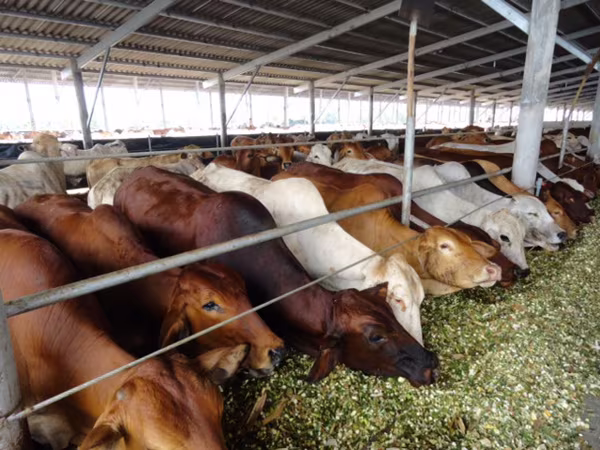 Thực phẩm Tết, nguy cơ thịt “ngoại” lấn át ảnh 1