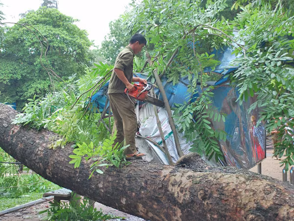 Vẽ lại bản đồ cây xanh đô thị ảnh 2