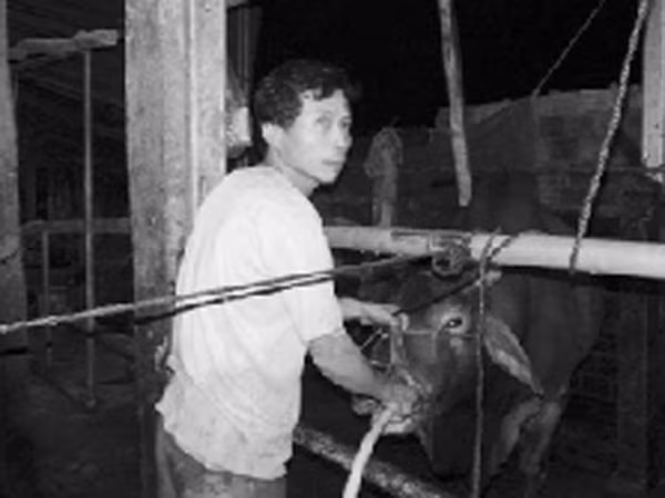 Cận cảnh lò mổ bơm nước để tăng trọng cho bò  ảnh 1