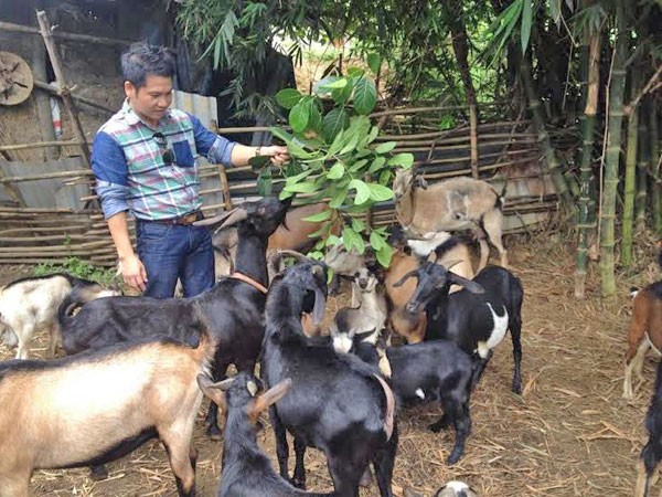 Ca sĩ Trọng Tấn: Đã tính chuyện... chăn dê! ảnh 2 Ca sĩ Trọng Tấn: Đã tính chuyện... chăn dê! ảnh 2