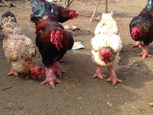 Cần bảo tồn “gà tiến vua” ảnh 1 Cần bảo tồn “gà tiến vua” ảnh 1
