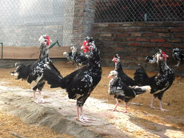 Mốt chơi thú “độc” của dân chơi ngày Tết ảnh 1 Mốt chơi thú “độc” của dân chơi ngày Tết ảnh 1