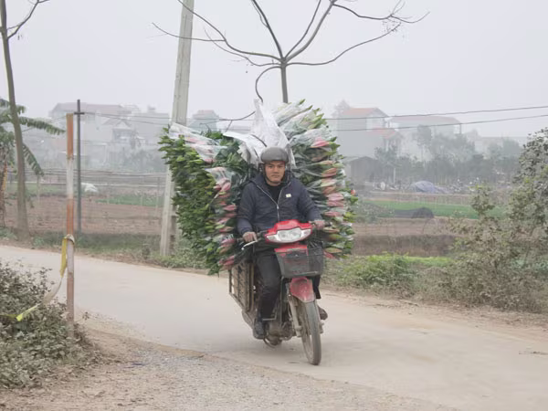 Hà Nội được mùa hoa Tây Tựu ảnh 5