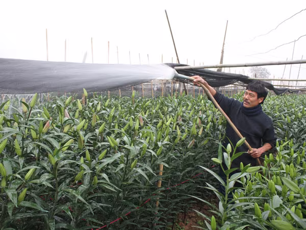 Hà Nội được mùa hoa Tây Tựu ảnh 1