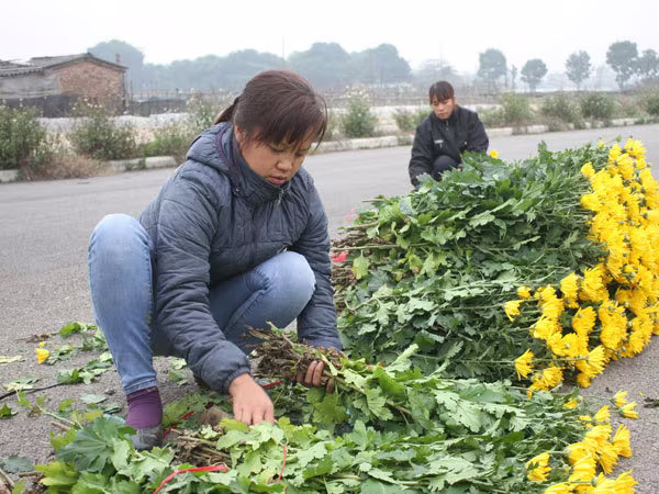 Hà Nội được mùa hoa Tây Tựu ảnh 2