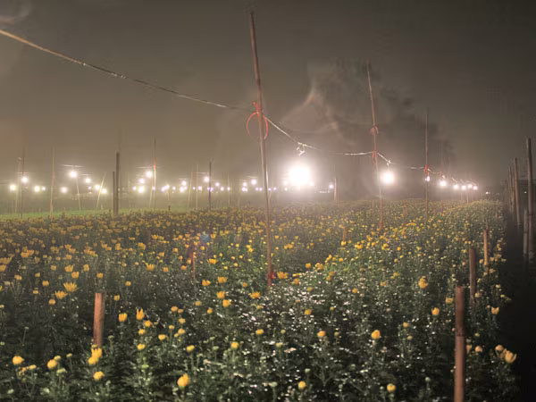 Hà Nội được mùa hoa Tây Tựu ảnh 7