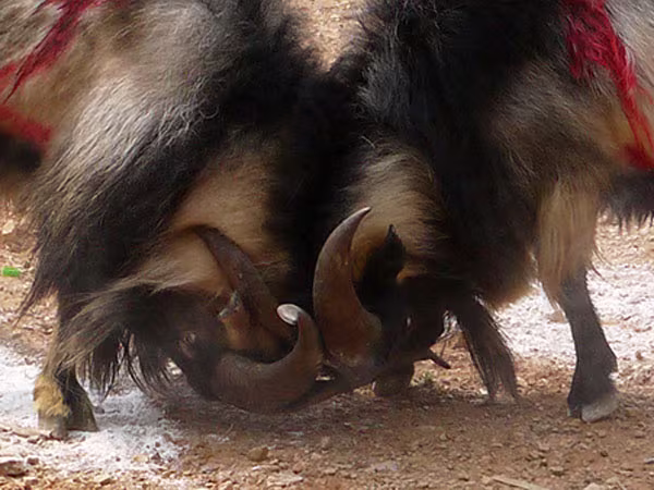 Lên núi xem Hội chọi dê  ảnh 1