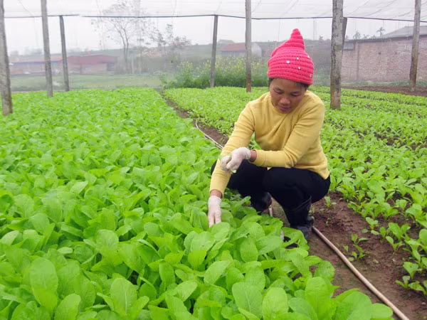 Rau xanh bội thu, nông dân thiệt nặng ảnh 1 Rau xanh bội thu, nông dân thiệt nặng ảnh 1