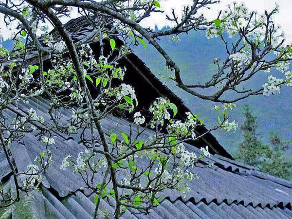 Tháng ba nhớ mùa hoa ban... ảnh 1 Tháng ba nhớ mùa hoa ban... ảnh 1
