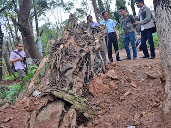 Quản lý gỗ, củi từ cây loại bỏ: Quy trình chặt chẽ, nghiêm ngặt ảnh 1