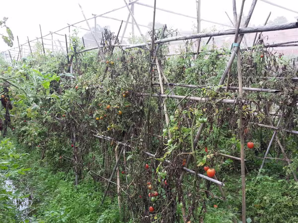 Mưa dầm, rau xanh thất bát  ảnh 1