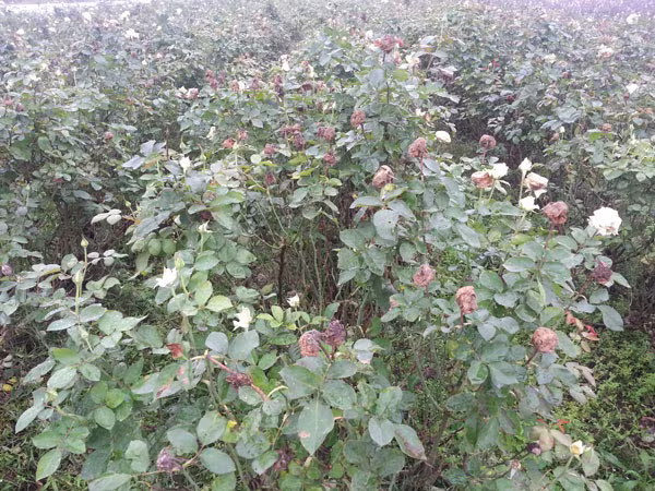 Mưa dầm, rau xanh thất bát  ảnh 2