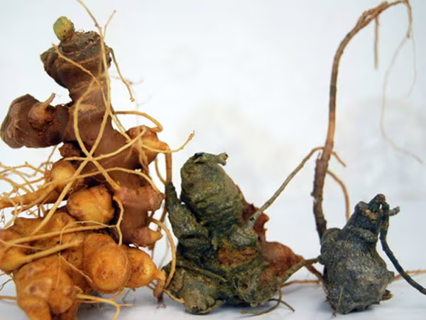 Dính quả đắng với sâm Ngọc Linh được làm từ cây dại ảnh 1