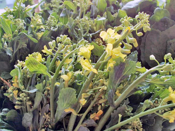 Mùa rau rừng xứ Lạng ảnh 2