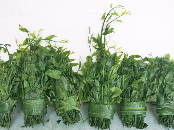 Mùa rau rừng xứ Lạng ảnh 1