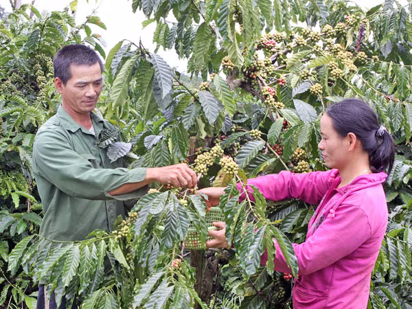 Thuế suất =0, doanh nghiệp chỉ biết... lo? ảnh 1 Thuế suất =0, doanh nghiệp chỉ biết... lo? ảnh 1