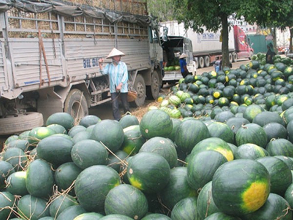 Nghịch lý trong tiêu thụ nông sản: Nội địa mua giá đắt biên giới tắc đầu ra ảnh 1 Nghịch lý trong tiêu thụ nông sản: Nội địa mua giá đắt biên giới tắc đầu ra ảnh 1