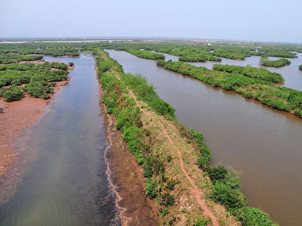Tràm chim ở cửa Ba Lạt, nơi con sông Hồng hoà vào với biển ảnh 3 Tràm chim ở cửa Ba Lạt, nơi con sông Hồng hoà vào với biển ảnh 3