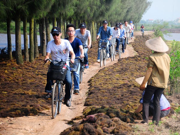 Tràm chim ở cửa Ba Lạt, nơi con sông Hồng hoà vào với biển ảnh 2 Tràm chim ở cửa Ba Lạt, nơi con sông Hồng hoà vào với biển ảnh 2