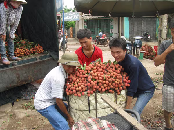 Giá vải thiều đột ngột giảm sâu ảnh 1 Giá vải thiều đột ngột giảm sâu ảnh 1