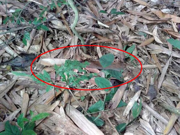 Tìm được toàn bộ hung khí gây án, sát hại 4 người tại Yên Bái ảnh 1