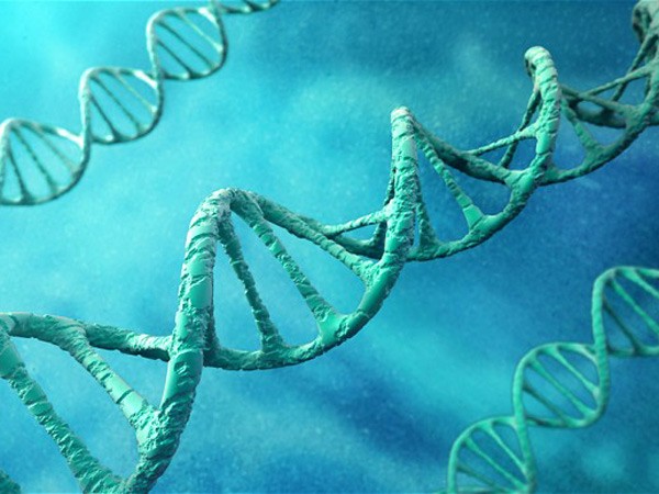 Cơ chế hoạt động của gene gây béo phì ảnh 1 Cơ chế hoạt động của gene gây béo phì ảnh 1
