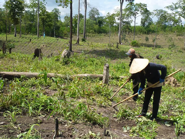 Đất lâm nghiệp để không, dân phiêu bạt làm thuê ảnh 1