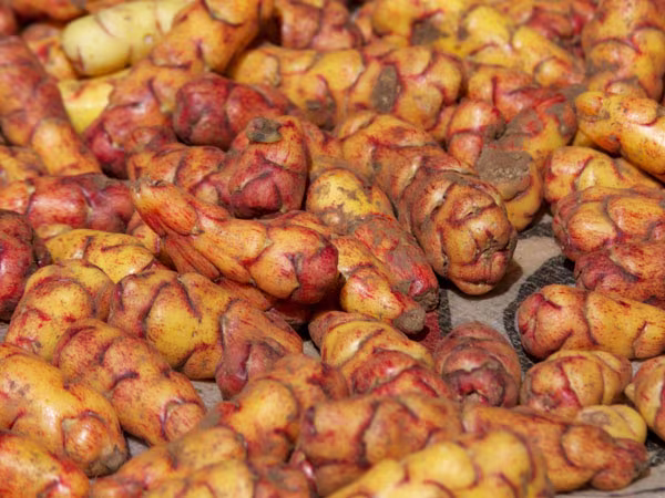 Trồng khoai tây trên sao Hỏa ảnh 1