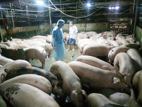 Bịt kẽ hở rò rỉ chất cấm Salbutamol: Vẫn đang chờ luật ảnh 1 Bịt kẽ hở rò rỉ chất cấm Salbutamol: Vẫn đang chờ luật ảnh 1