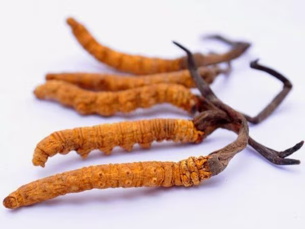 Thực hư tác dụng của Đông trùng hạ thảo ảnh 1 Thực hư tác dụng của Đông trùng hạ thảo ảnh 1